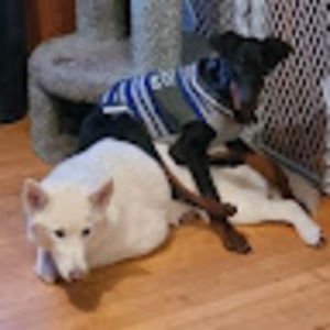 Meet your Posher, Dani